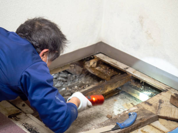 Best Toxic Mold Removal  in Maywood, IL