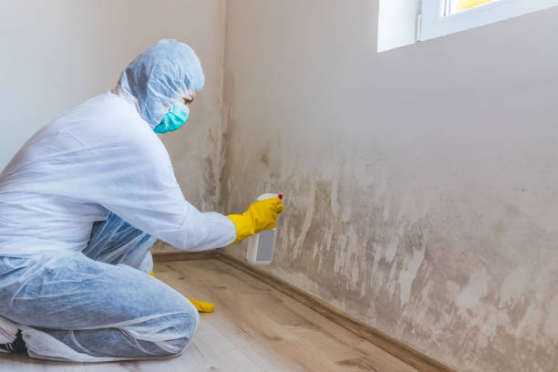 Mold Removal Process in Maywood, IL