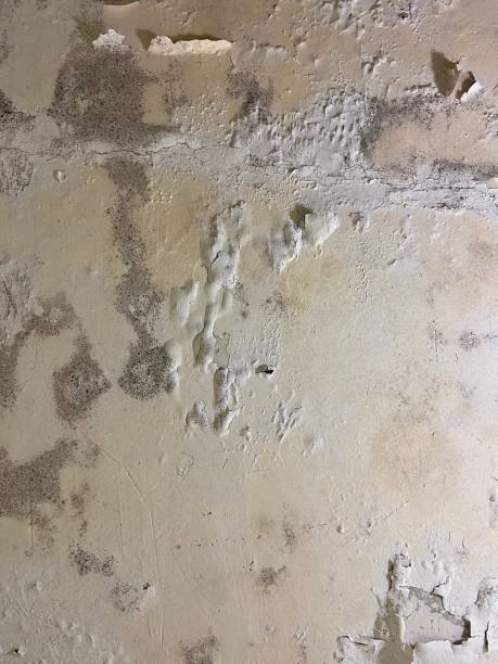 Best Attic Mold Removal  in Maywood, IL